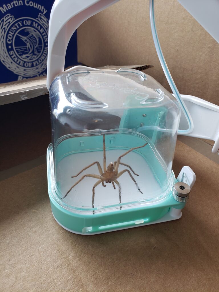 Hi Justin, It's taken some time for me to have a reason to try out my Cup-a-Bug.  Recently I opened the door to my garage and there was this very large spider just waiting for me to rescue him!  I rushed back to get my Cup-a-Bug and a bit nervously positioned the cup over the spider and pulled back on the handle.  It worked like a charm!!  I quickly took a photo thinking you might like to see it. You may even be able to use it for marketing purposes.  It's definitely genuine! 
In case you're wondering, I did release the spider in a remote area away from my house!
Hope your business is doing well.
Regards, Catherine