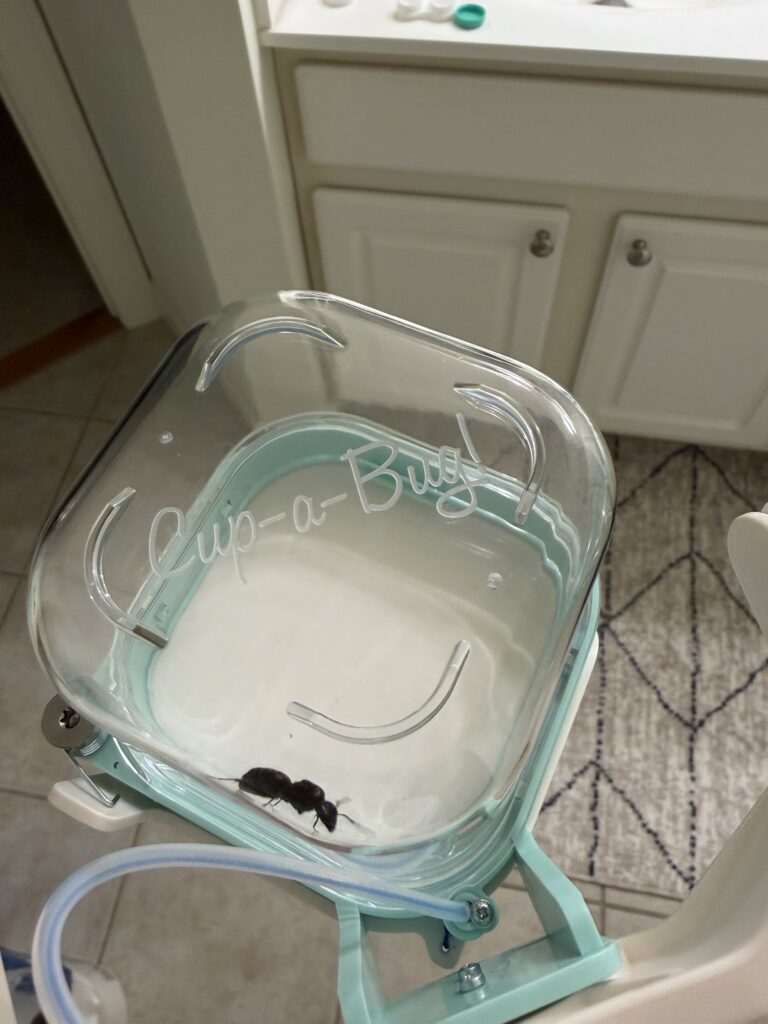 Hi Justin!  Carpenter ant caught! The cup-a-bug is my go-to solution for bugs in the house now. I have no idea what I would do without it.  Emily